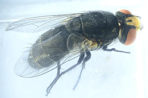 Réf. 344 266 : Miltogramma aurifrons